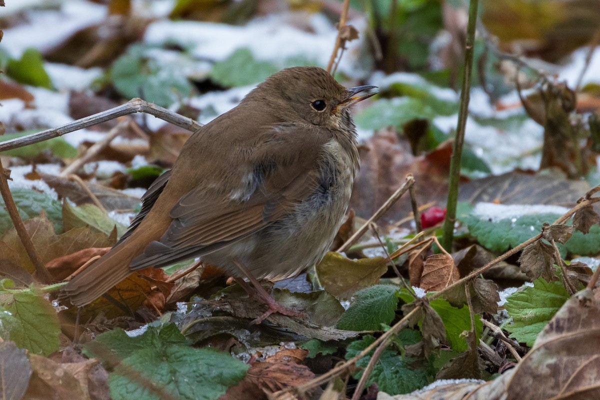 drozd rezavoocasý - ML646645321