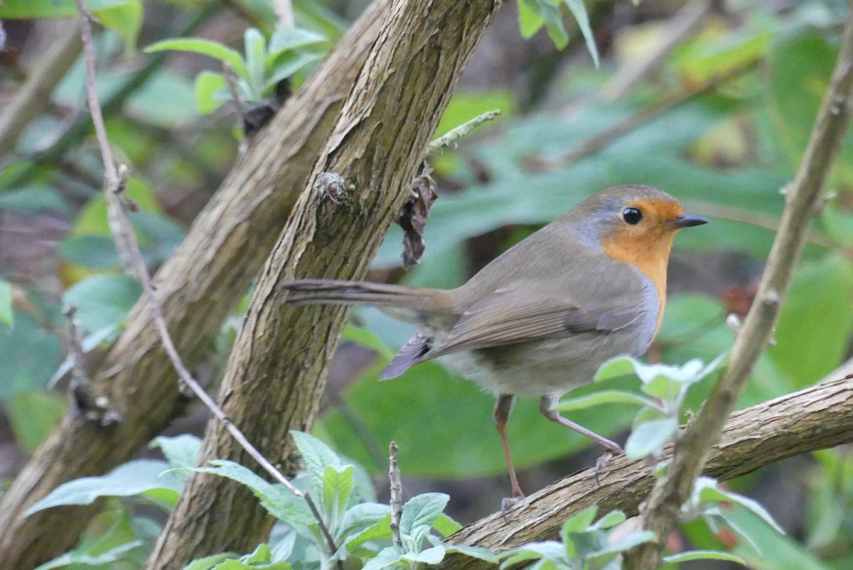 European Robin - ML646645325