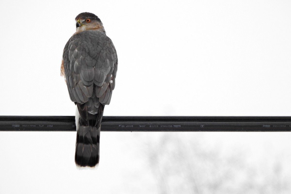 Cooper's Hawk - ML646645329