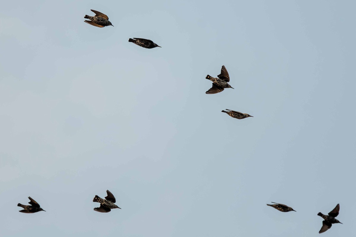 European Starling - ML646645330