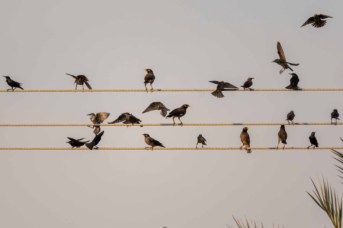 European Starling - ML646645331