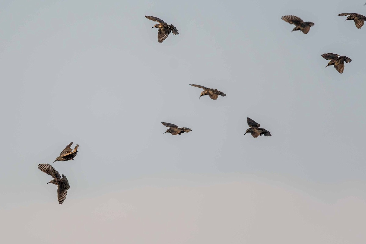 European Starling - ML646645332