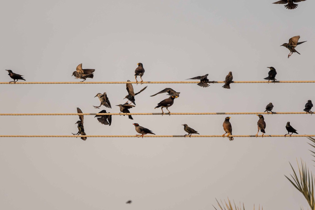 European Starling - ML646645333