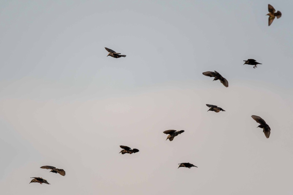 European Starling - ML646645334