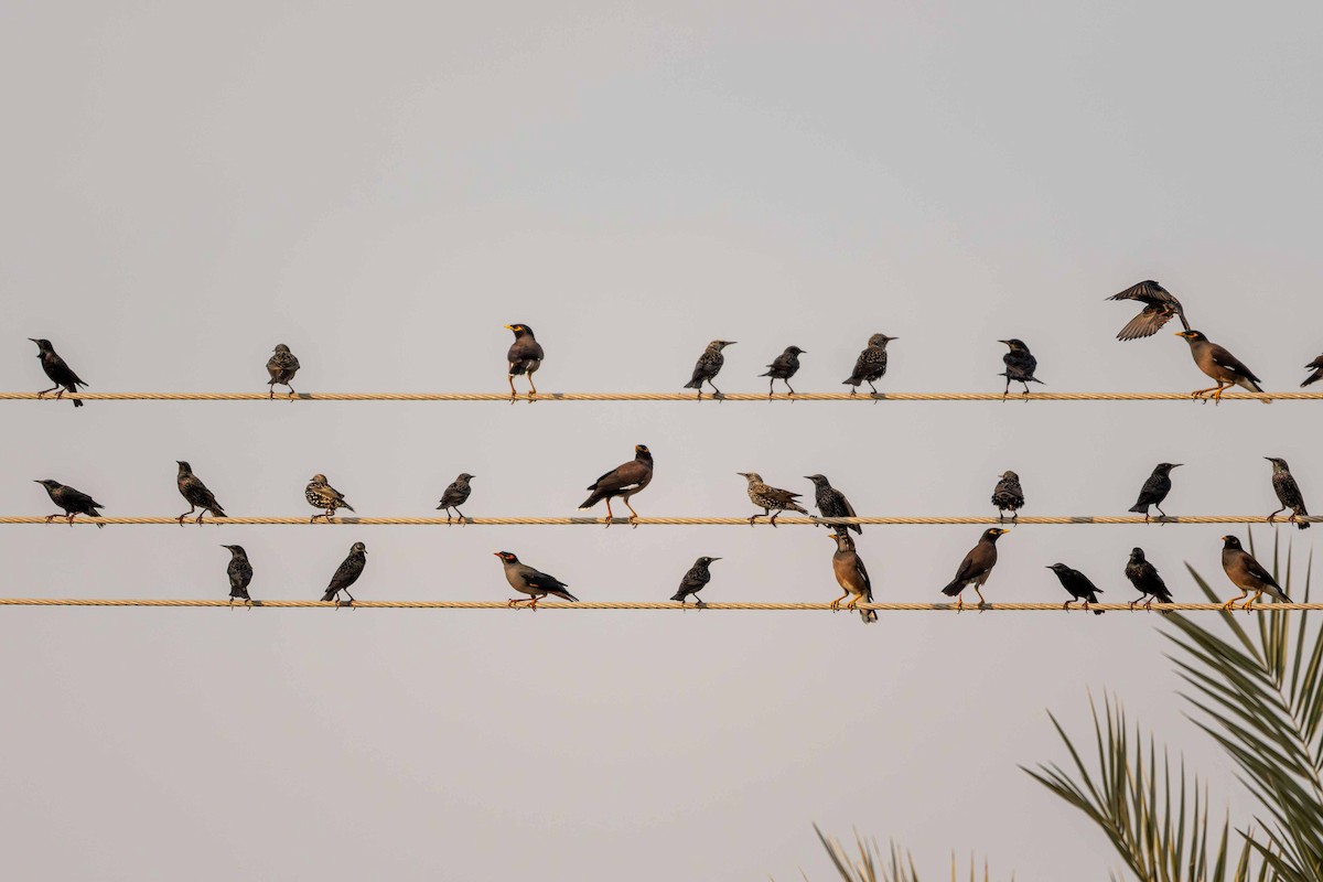 European Starling - ML646645335