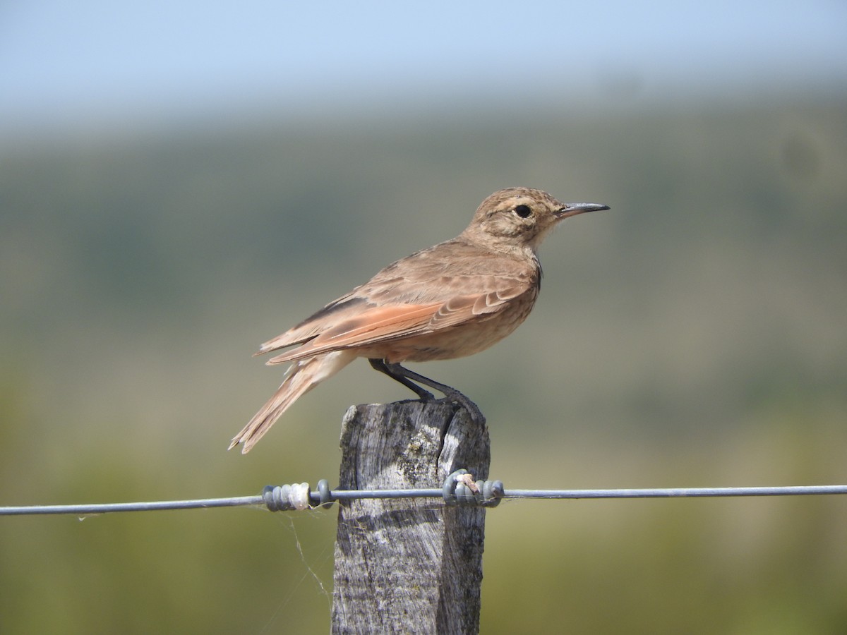 Common Miner - ML646645339