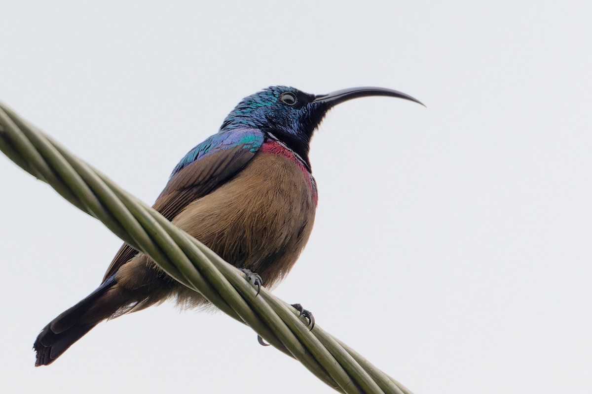 Souimanga de Loten - ML646645345