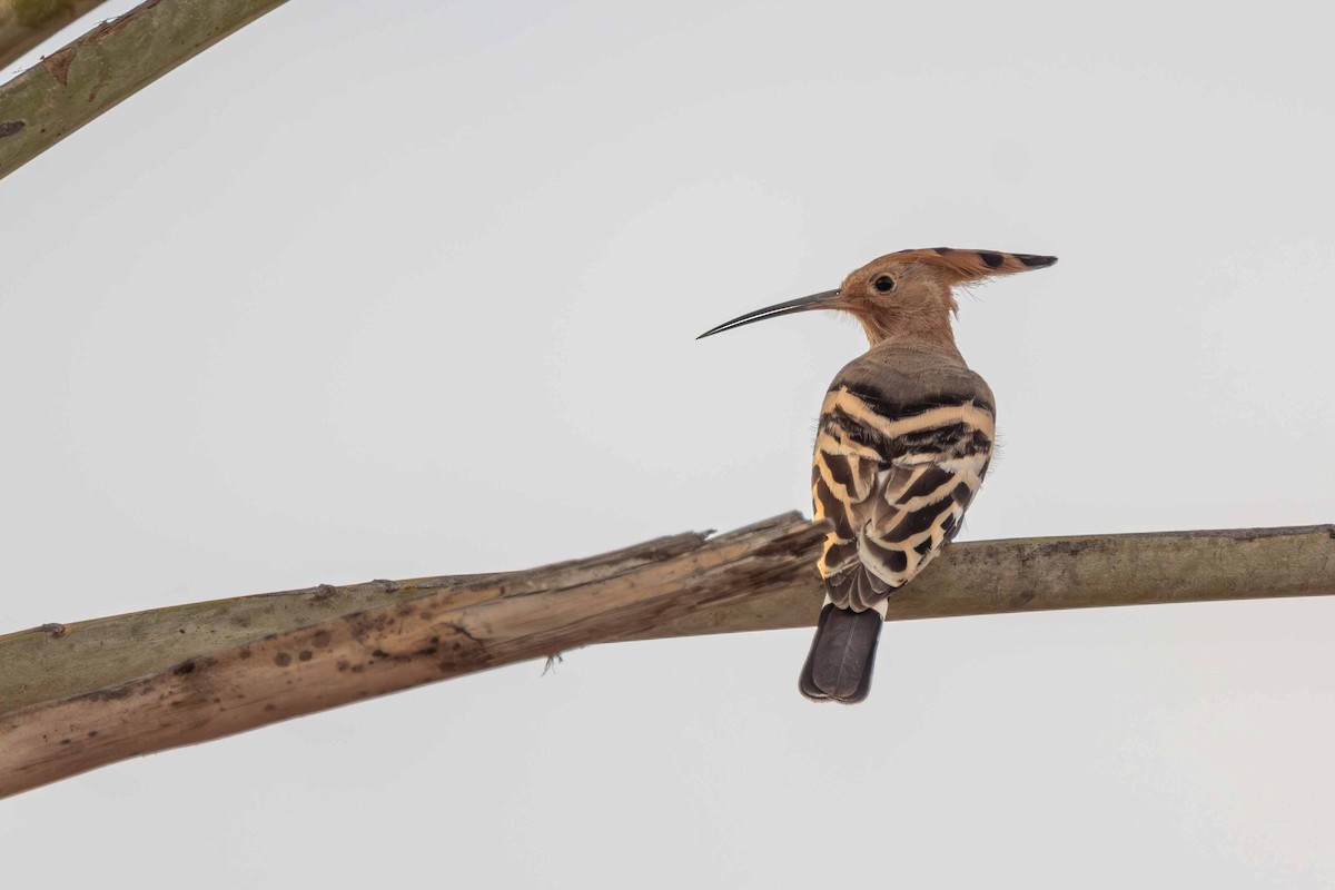 Common Hoopoe - ML646645347