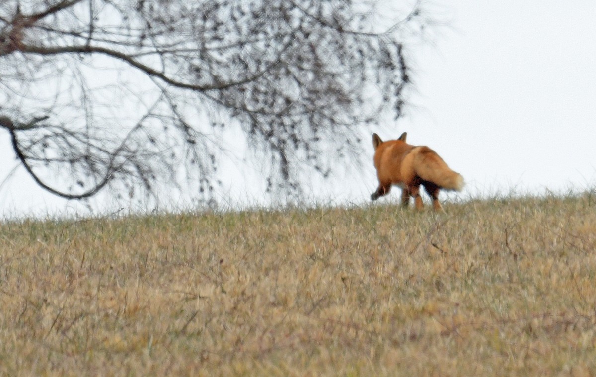 Red Fox - ML646645348