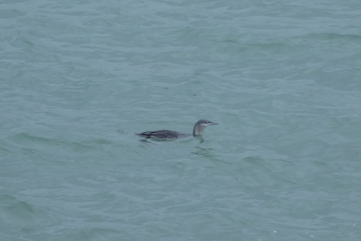 紅喉潛鳥 - ML646645351