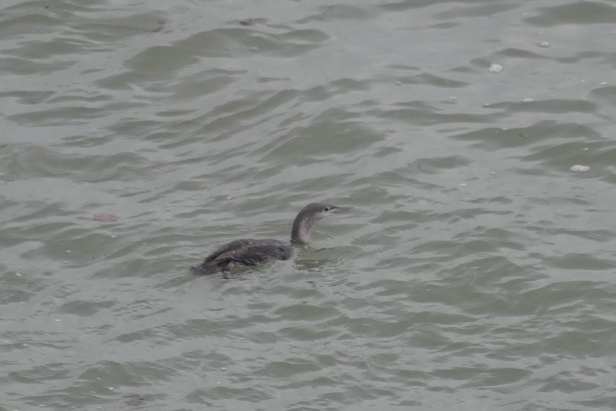 紅喉潛鳥 - ML646645352