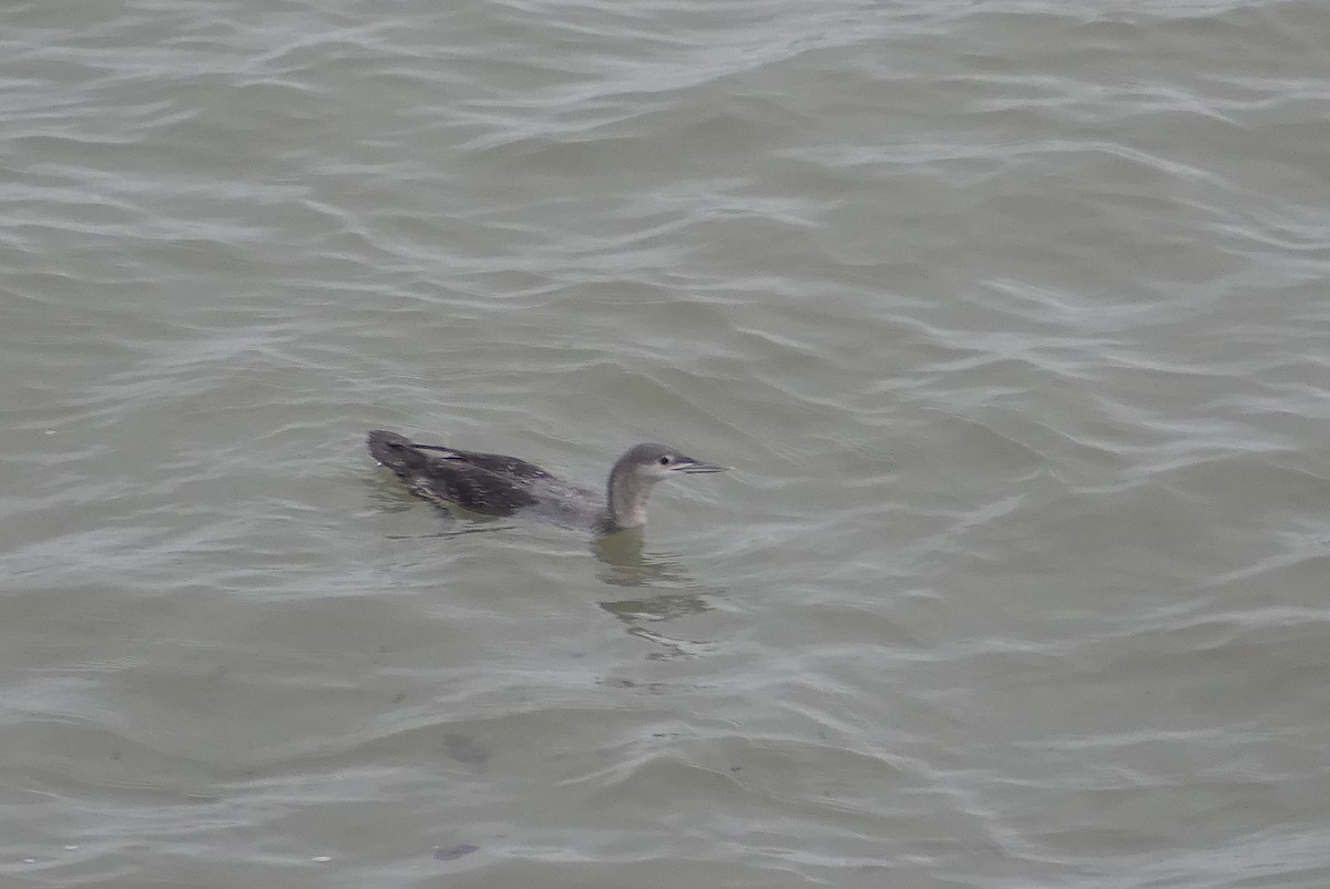 紅喉潛鳥 - ML646645353