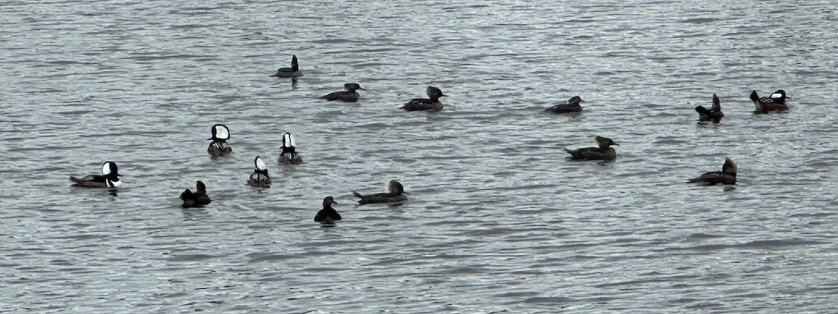 Hooded Merganser - ML646645357
