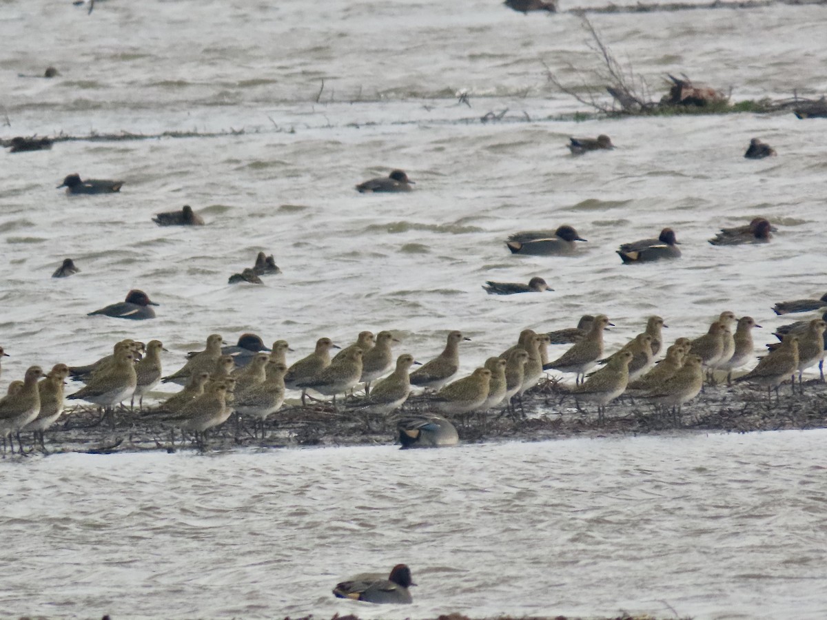 Altın Yağmurcun - ML646645362