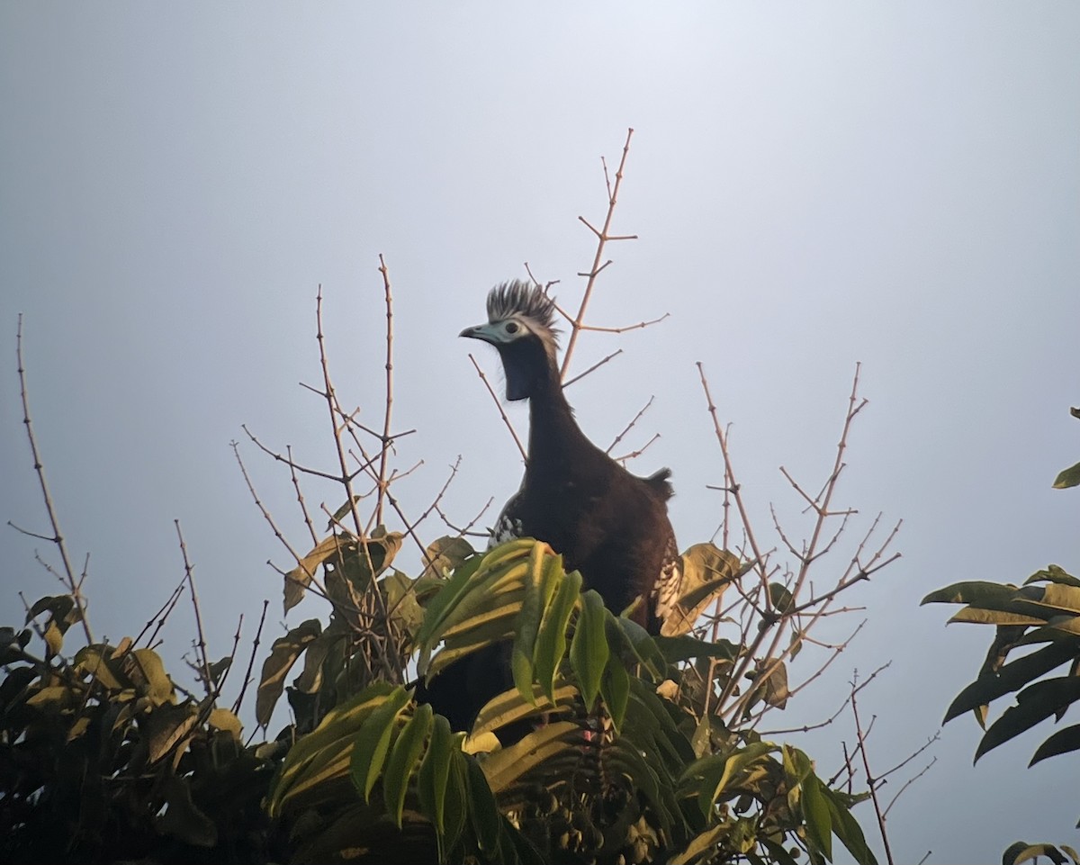 Trinidad Piping-Guan - ML646645364