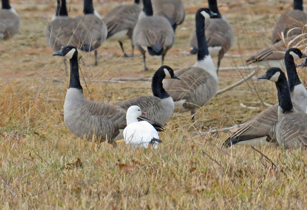 Ross's Goose - ML646645375