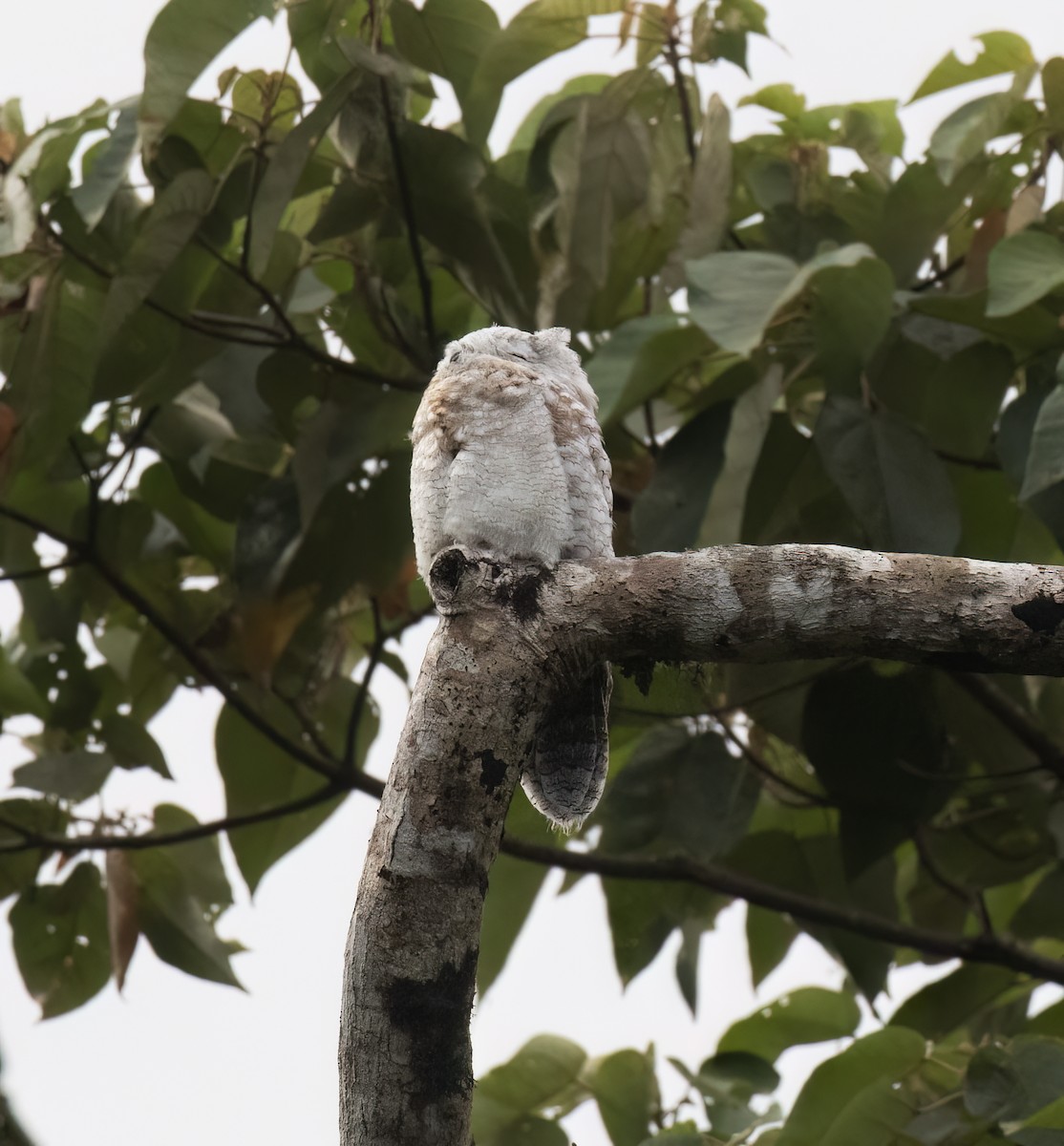 Great Potoo - ML646645378