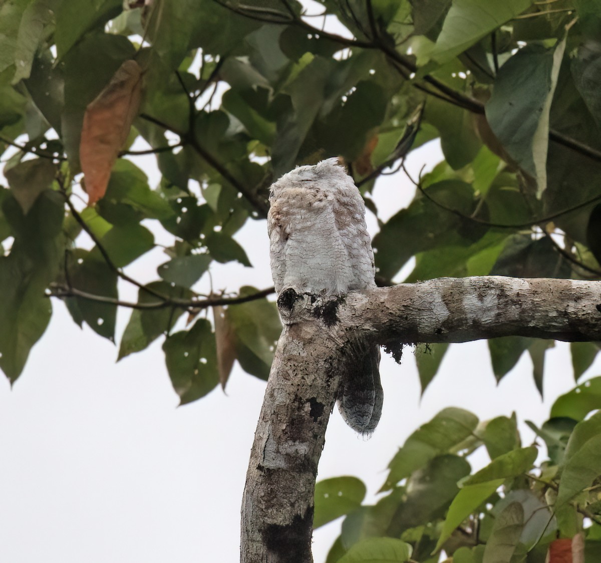 Great Potoo - ML646645380