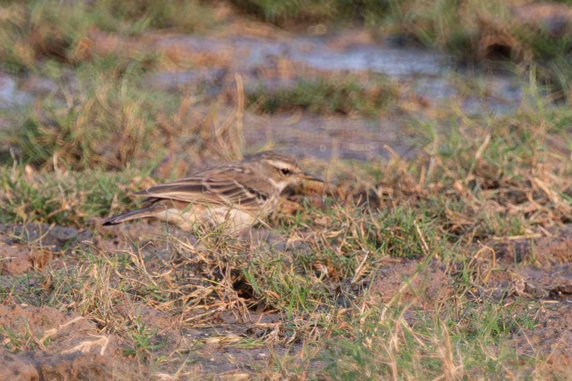 Water Pipit - ML646645381