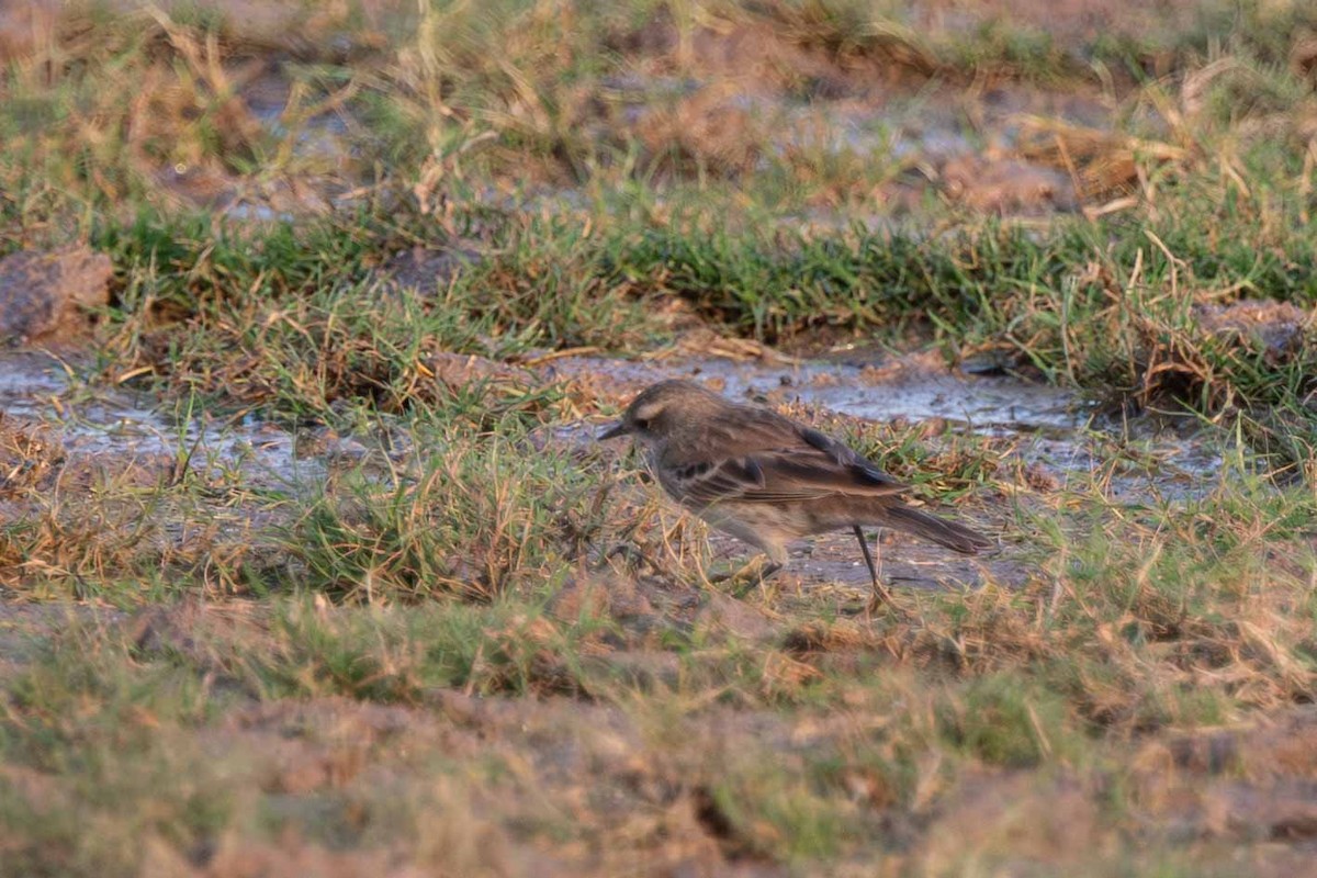 Water Pipit - ML646645382