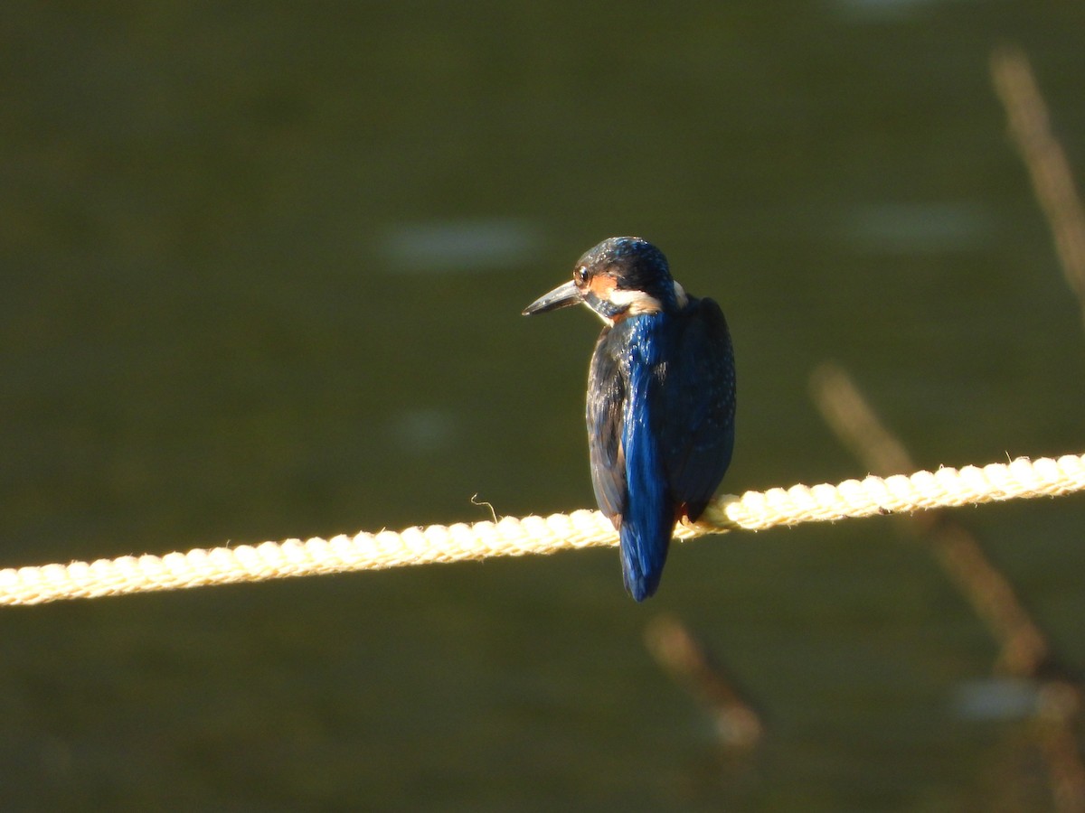 Зимородок - ML646645384