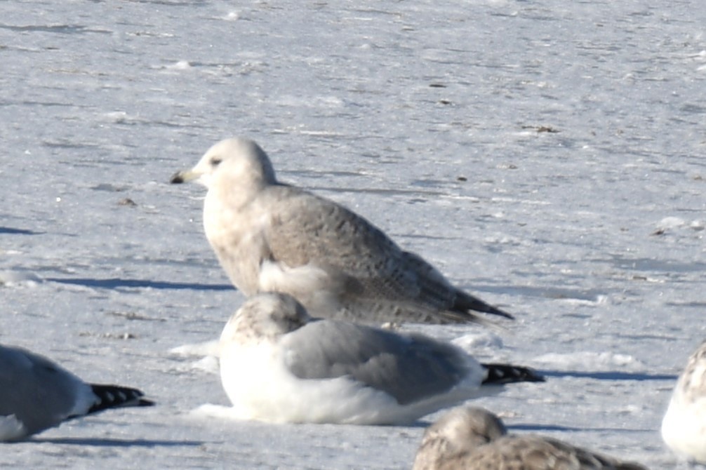 Iceland Gull - ML646645387
