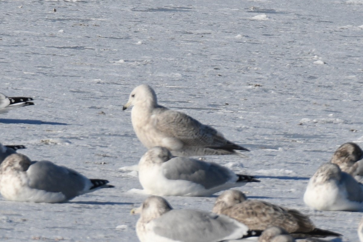 Iceland Gull - ML646645388