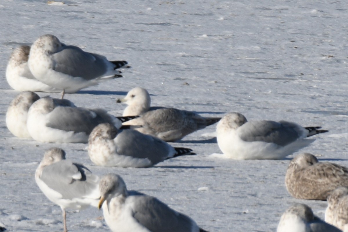 Iceland Gull - ML646645389