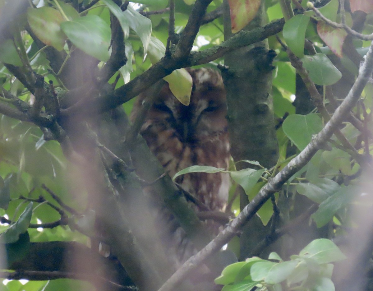 Alaca Baykuş - ML646645390