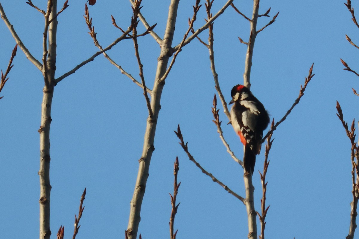 Great Spotted Woodpecker - ML646645391