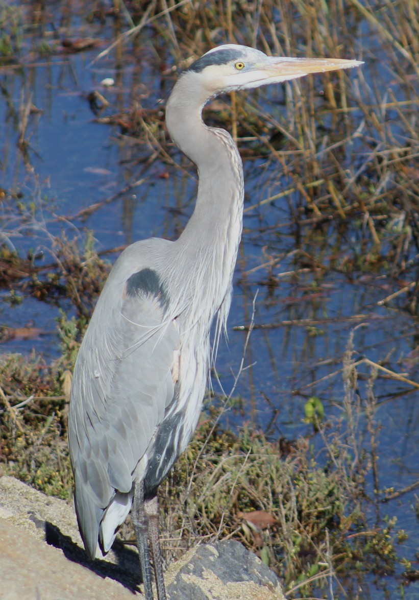 Great Blue Heron - ML646645394
