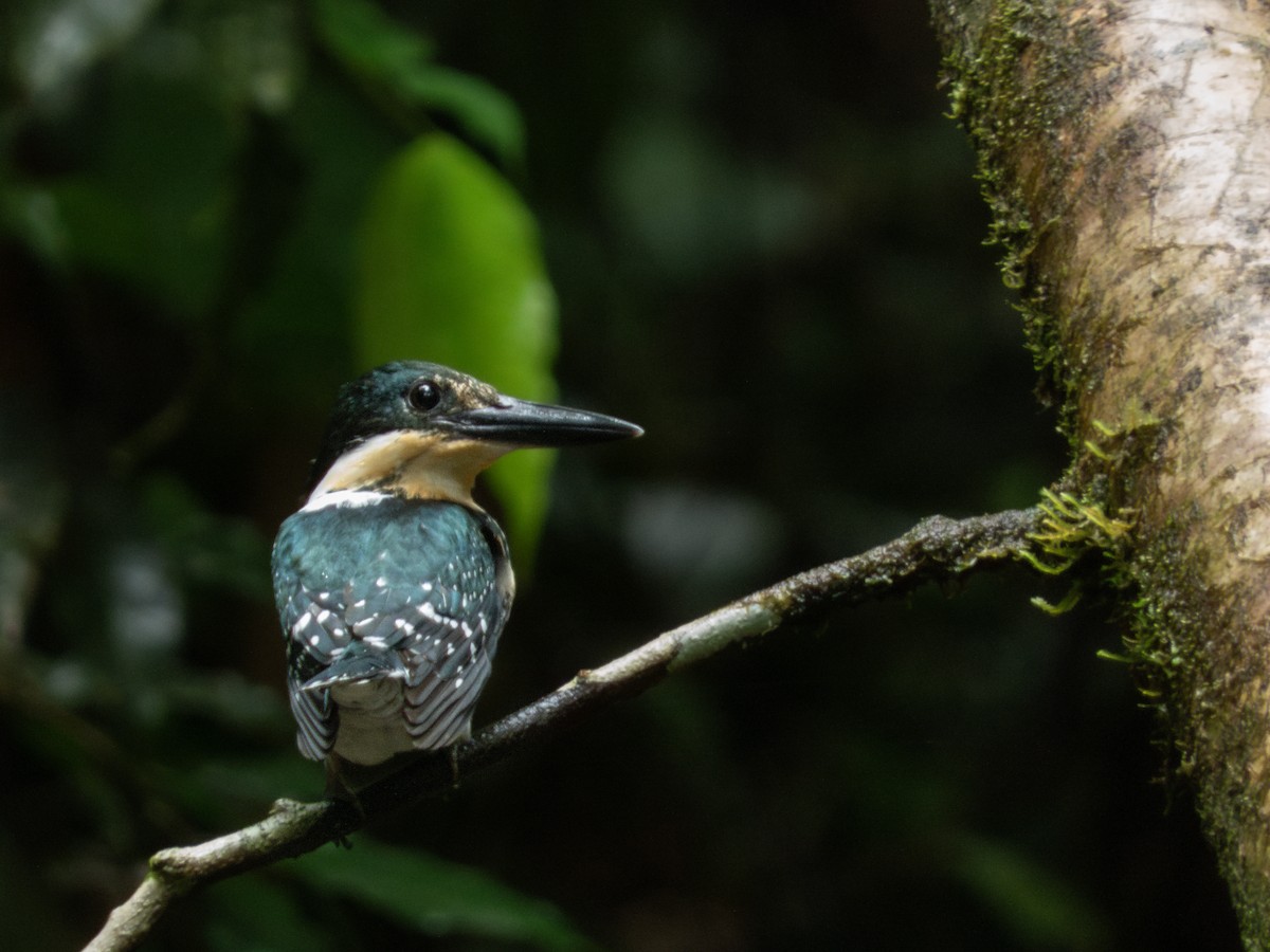 Green Kingfisher - ML646645398