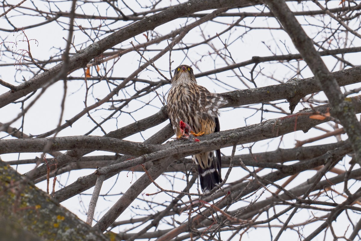 Merlin - ML646645399