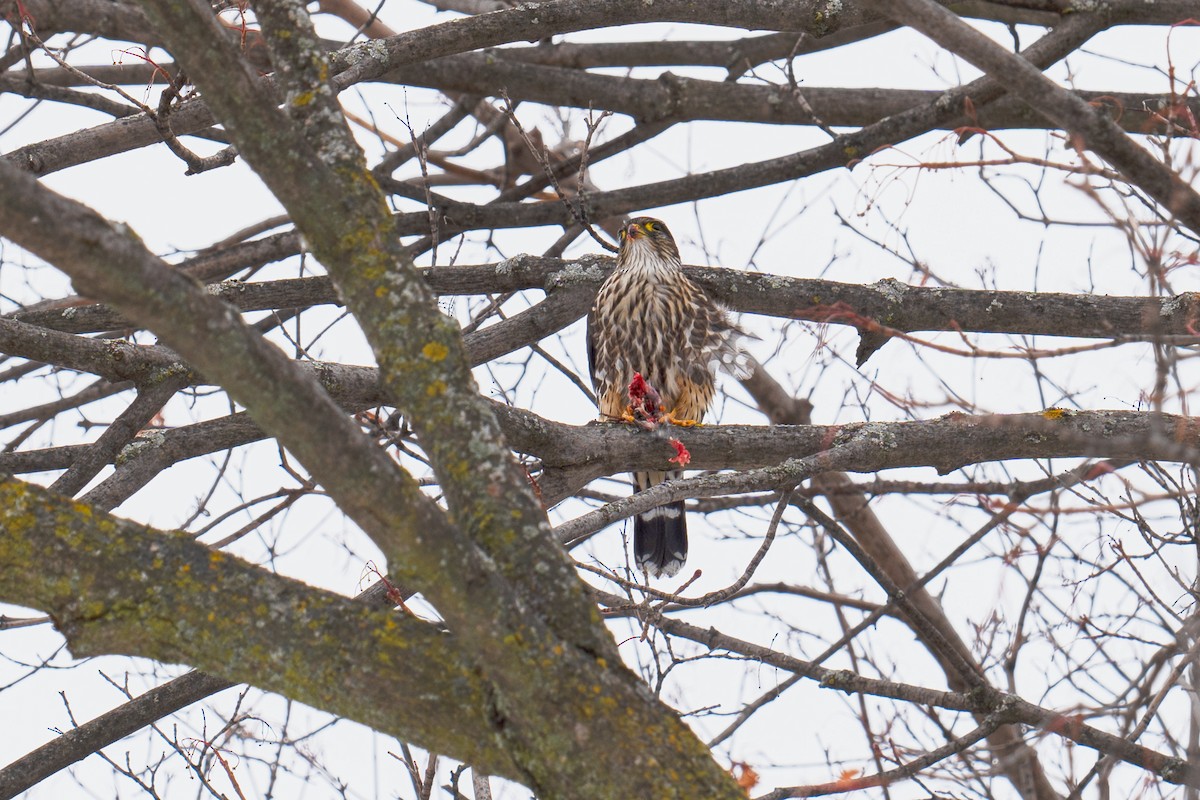 Merlin - ML646645400