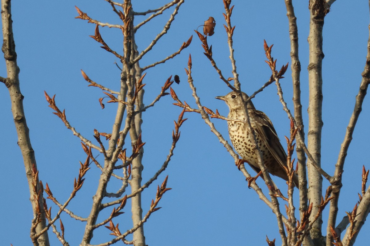 Mistle Thrush - ML646645401