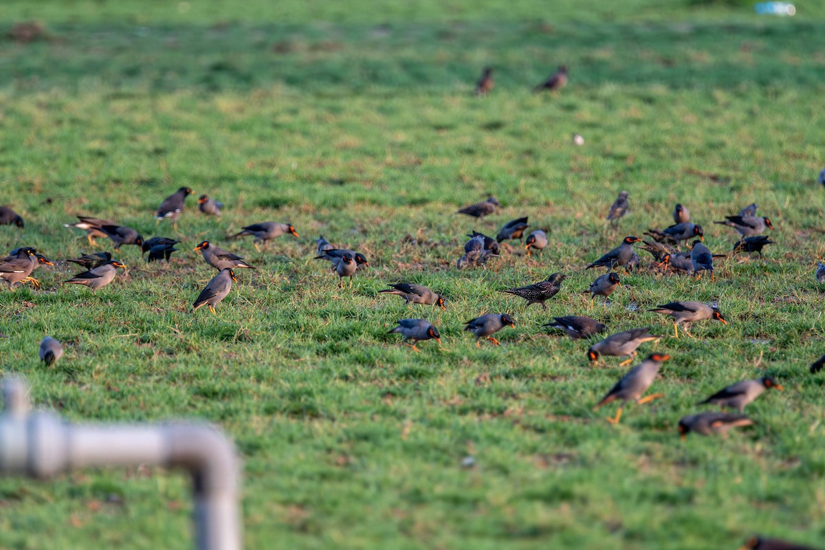 Bank Myna - ML646645402