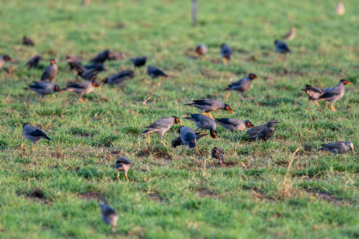 Bank Myna - ML646645403