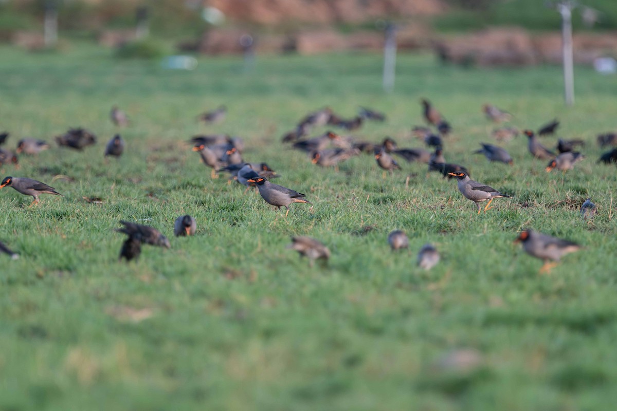 Bank Myna - ML646645404