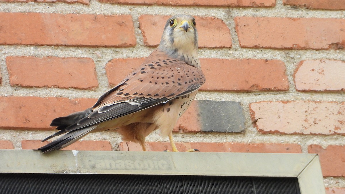 紅隼 - ML646645405