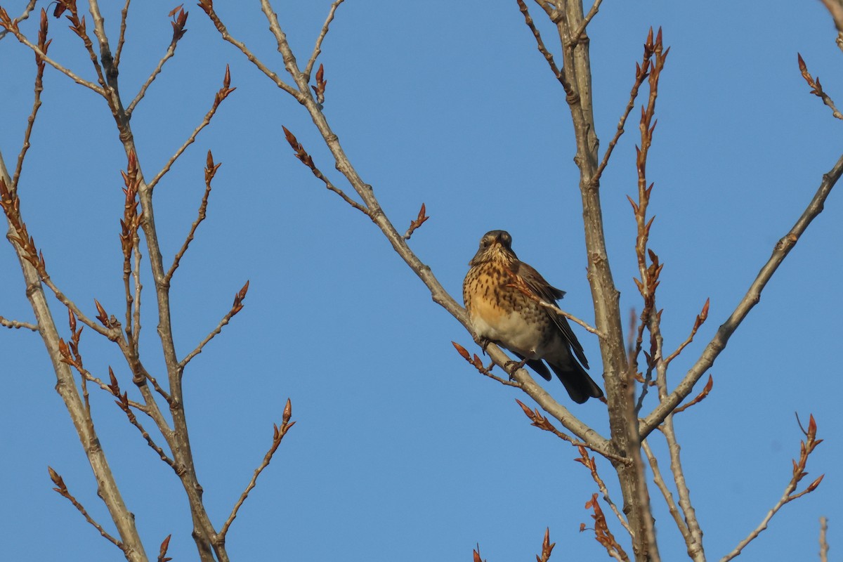 Fieldfare - ML646645406