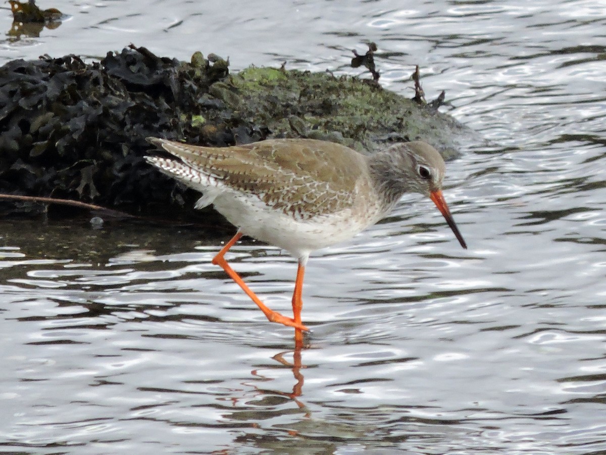 Улаан хөлт хөгчүү - ML646645407