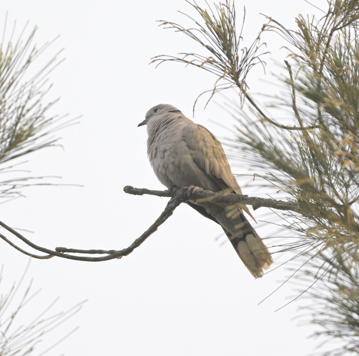 Eurasian Collared-Dove - ML646645408