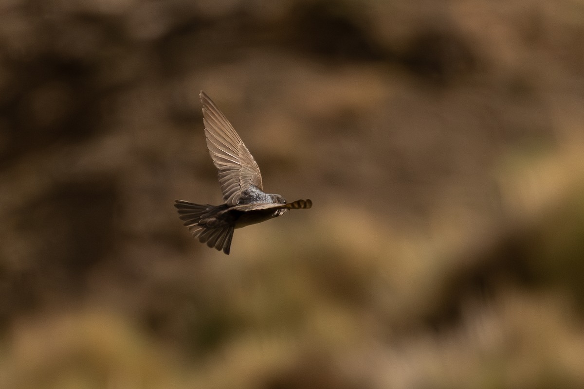Andean Swallow - ML646645411