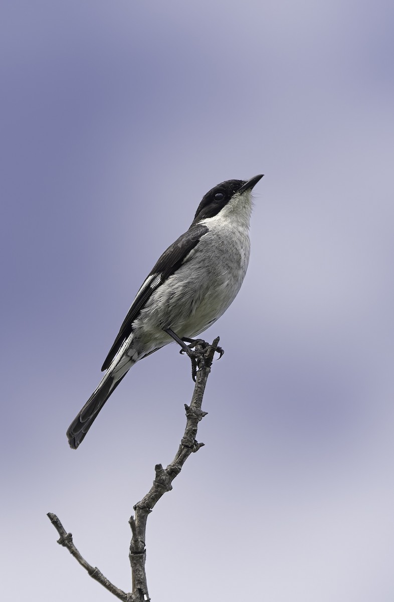 Papamoscas Fiscal - ML646645416