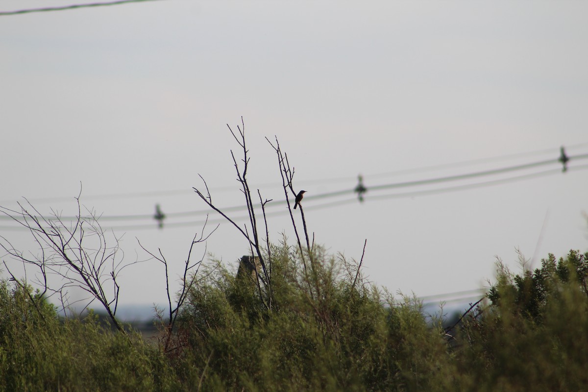 Southern House Wren - ML646645421