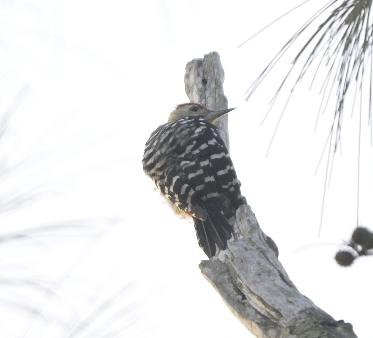 Fulvous-breasted Woodpecker - ML646645422