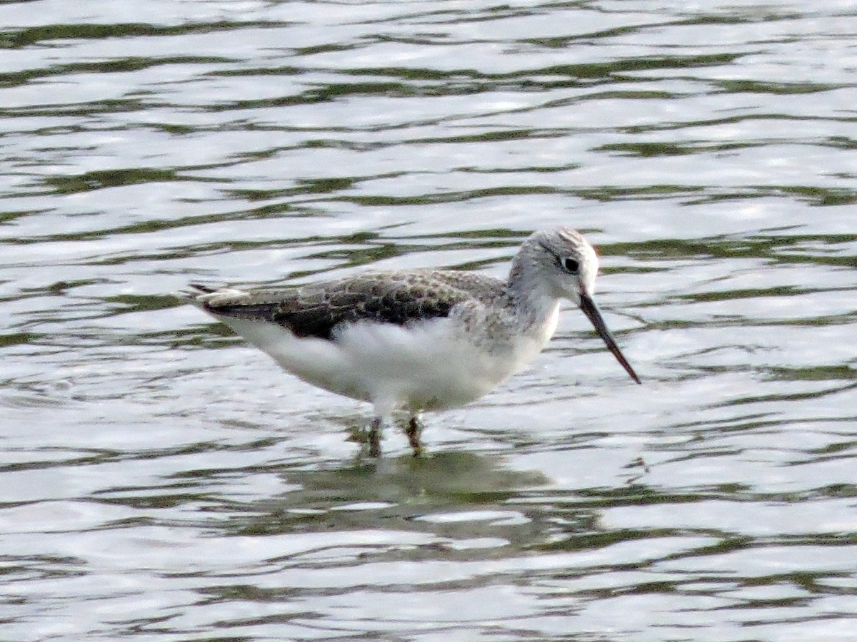 Grünschenkel - ML646645423