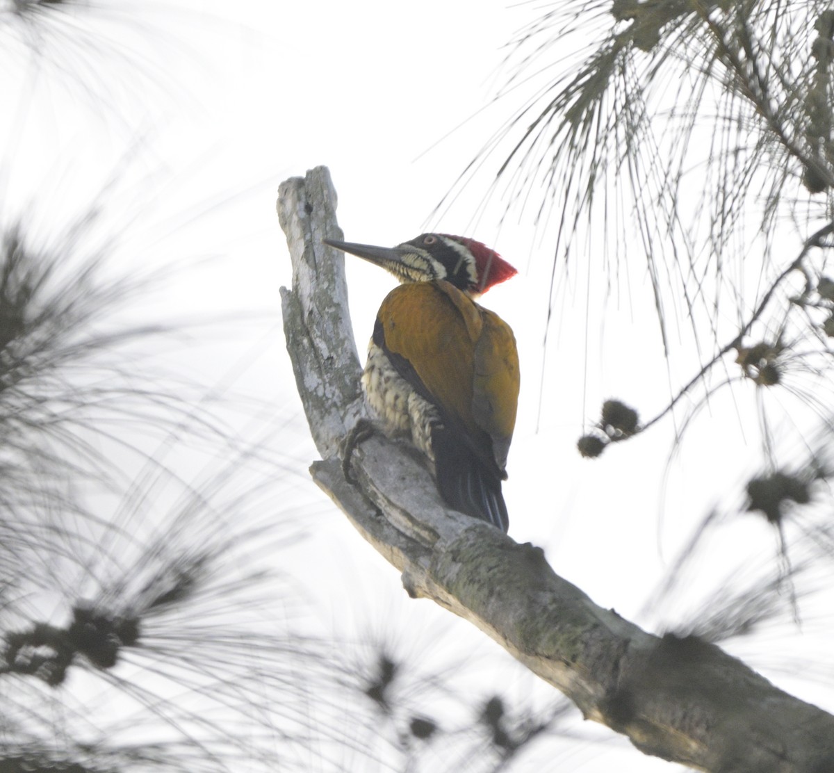 Дзьобак індокитайський - ML646645425