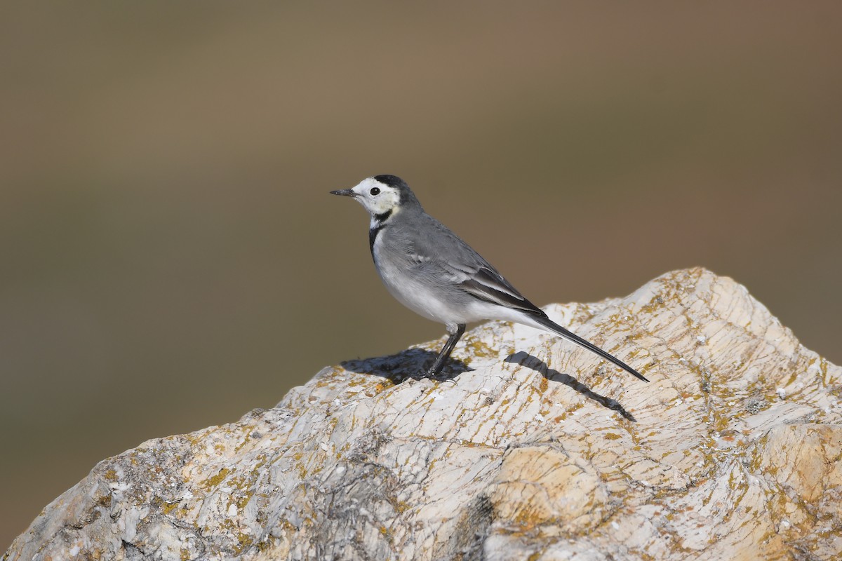 Bergeronnette grise - ML646645431