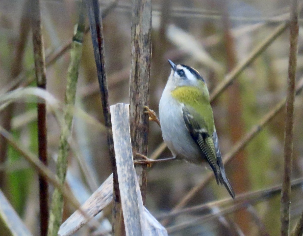 Sürmeli Çalıkuşu - ML646645432